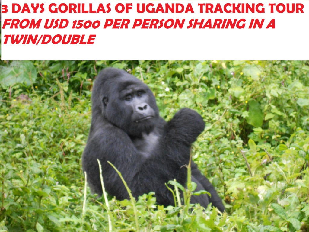 GORILLASOFUGANDA